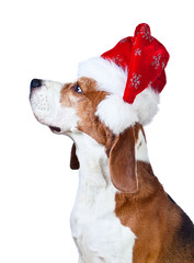 beagle in Santa hat isolated on white