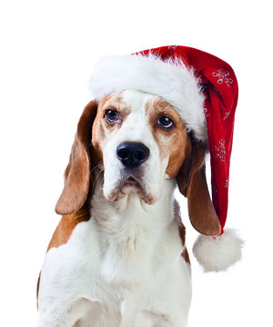beagle in Santa hat isolated on white