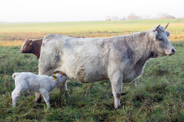 Kalb trinkt Milch