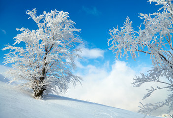 Frozen tree on winter field. Blue sky background