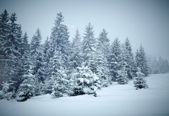 Winter trees