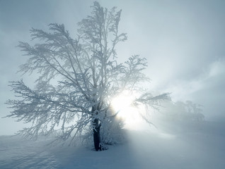 Winter tree sunset