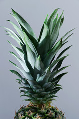 Fototapeta na wymiar Pineapple leaves