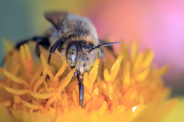 bee collect pollen, macro shooting