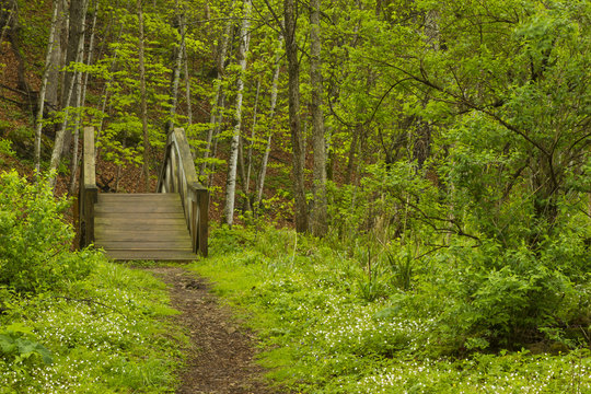 Fototapeta Most Spring Trail