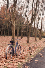 Fototapeta premium Vintage bicycle leaning against a tree and autumn leaves