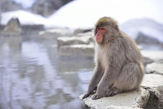 Japanese macaque