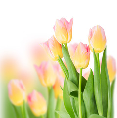 pink tulips on white