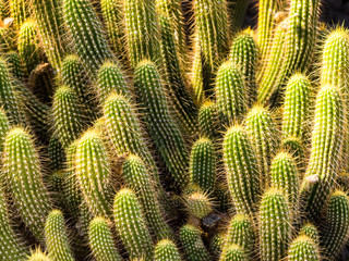 Hedgehog barrel cacti in a bunch