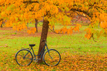Vintage bicycle leaning against a tree and autumn leaves - 73888535