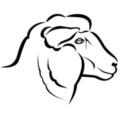 Sheep head