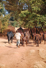 African herders bring small herds of cows grazing-Tanzania-Afric