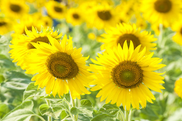 sunflowers