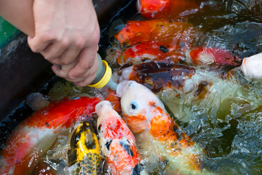 feeding koi