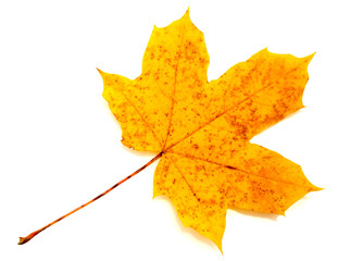 Dry autumn leaf isolated
