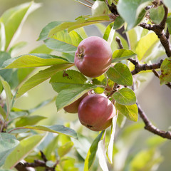 apples on the tree
