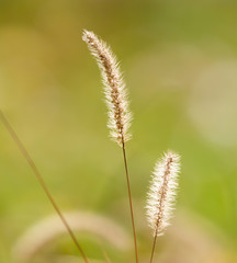stalks of grass on the nature