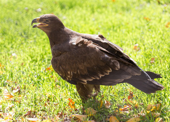 eagle portrait on nature
