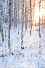 Fototapeta premium Snowy birch forest and sun light