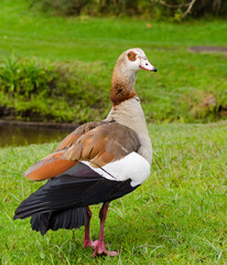 Kirstenbosch Botanical Gardens in Cape Town