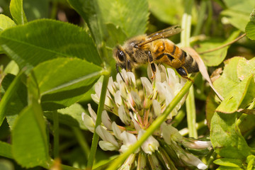 Bee on flower of white clover