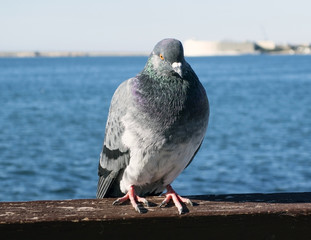 A pigeon