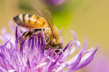 Bee on flower of red clover