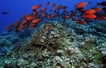 Fischschwarm im Korallenriff