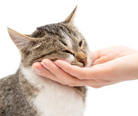 caress a cat on a white background