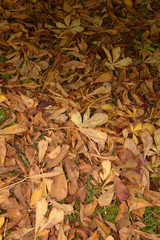 automne