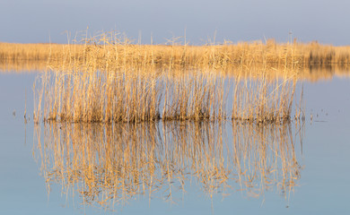 reeds on Lake Outdoors