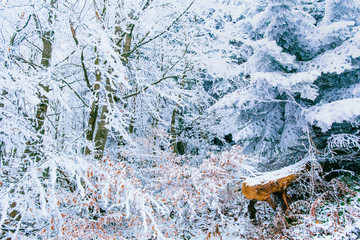 October mountain beech forest with first winter snow