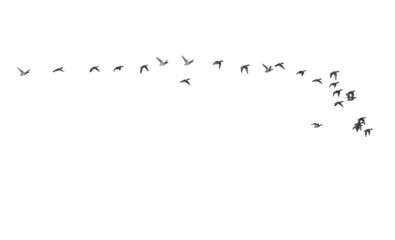 duck in flight on a white background