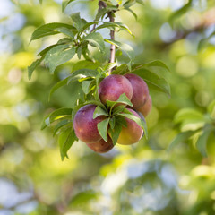 Red ripe plums on the tree