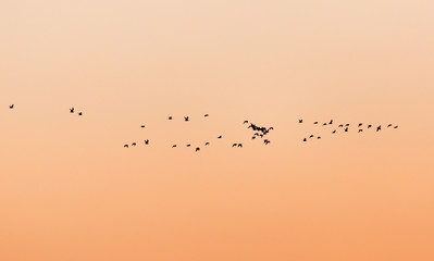 a flock of birds at sunset