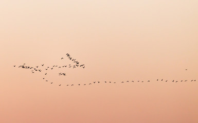 a flock of birds at sunset