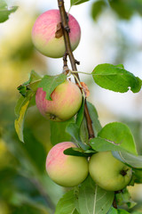 apples on  tree in the garden