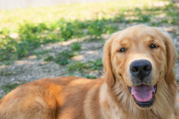 Golden retriever sorridente