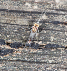 mosquito. super macro