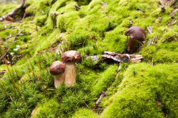 mushroom in the moss