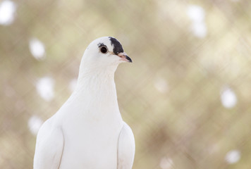 portrait of a white dove on the nature