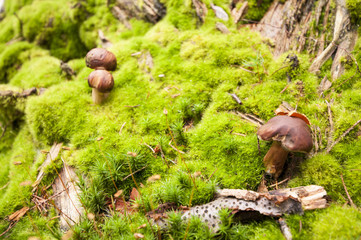 mushroom in the moss