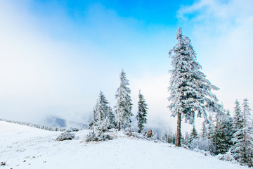 wonderful winter landscape