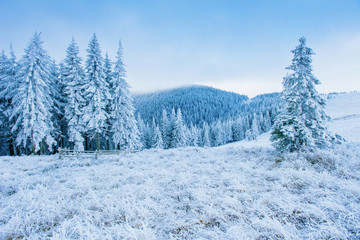 Fototapeta na wymiar frost in winter mountains