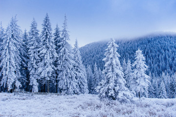 Obraz premium frost in winter mountains