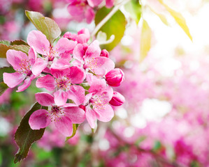 Obraz na płótnie Canvas sakura. cherry blossom in springtime