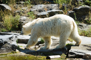 Polar bear (Ursus maritimus)