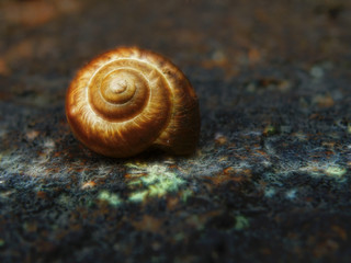 Snail on stone