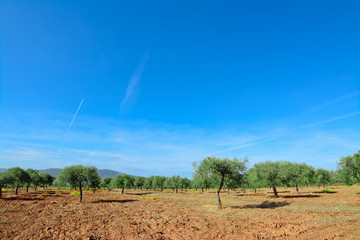 olive grove under a blue sky