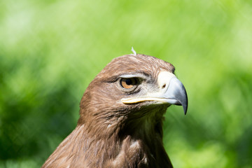 bird hawk nature
